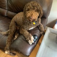 Meadowbrook Animal Clinic ico