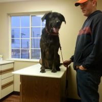 Brinker Veterinary Hospital ico