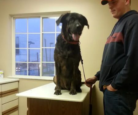 Brinker Veterinary Hospital