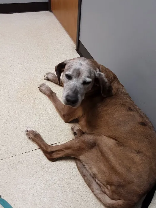 Veterinary Care Center of Richmond Picture 8