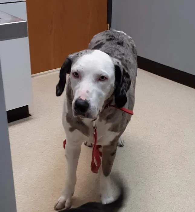 Veterinary Care Center of Richmond Picture 7