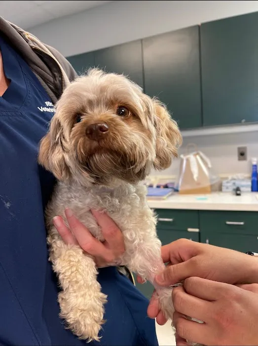Richmond Veterinary Hospital Picture 10