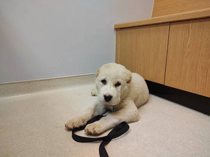 Richmond Veterinary Hospital Picture 6