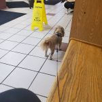 Richmond Veterinary Hospital