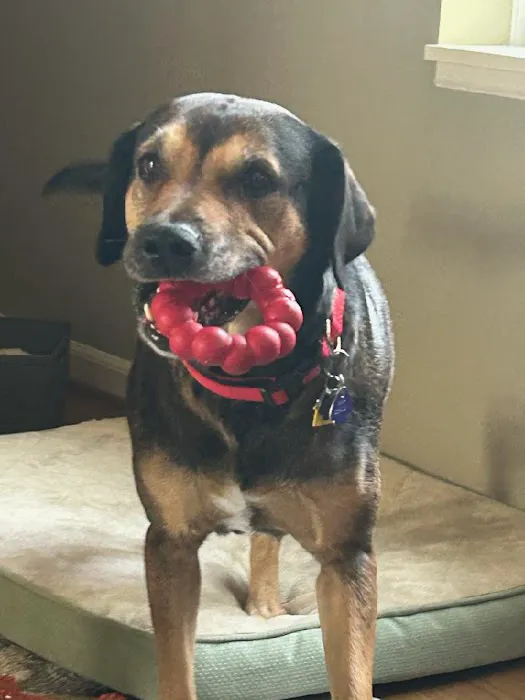 Dixie Veterinary Hospital Picture 3