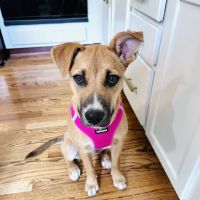 VCA White Lake Animal Hospital ico