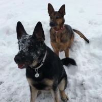 Mitten Animal Hospital ico