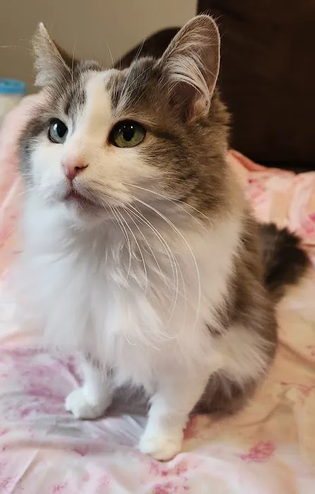 Mitten Animal Hospital Picture 3