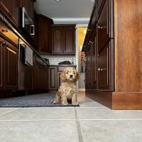 Clarkston Animal Medical Center ico