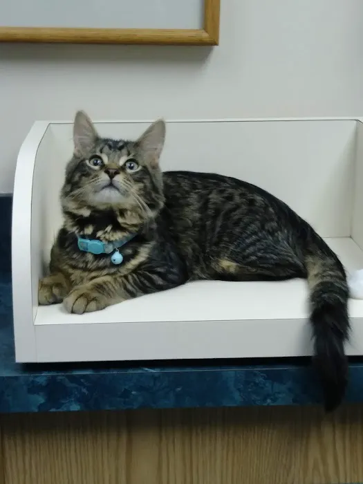 Clarkston Animal Medical Center Picture 4
