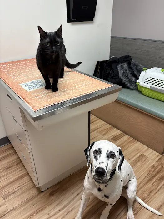 VCA Creekside Animal Hospital Picture 6