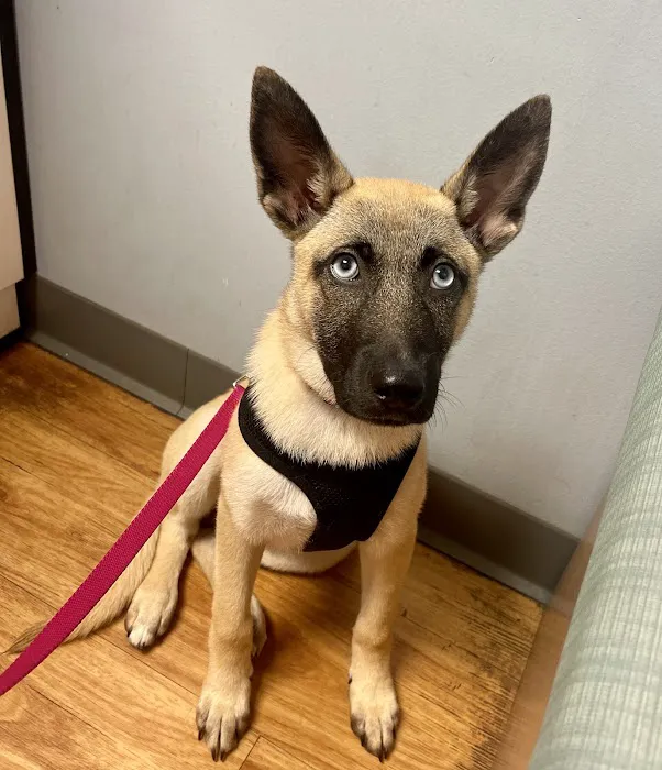 VCA Creekside Animal Hospital Picture 2