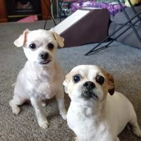 VCA Creekside Animal Hospital ico