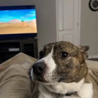 Indian Hills Animal Hospital ico