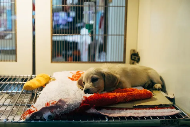 Barfield Animal Hospital Picture 9