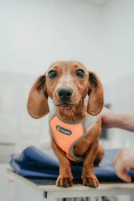 Barfield Animal Hospital Picture 5