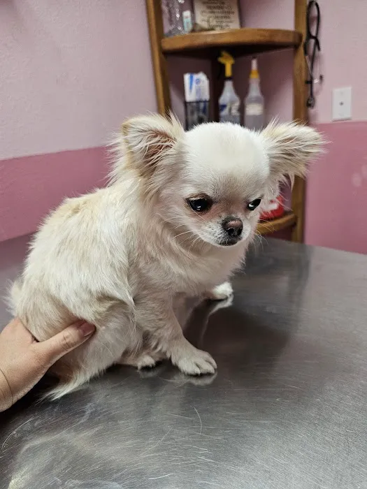 Glenfair Veterinary Hospital Picture 8
