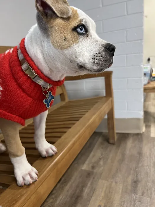 Sun Valley Hope Animal Hospital Picture 1