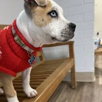 Sun Valley Hope Animal Hospital ico