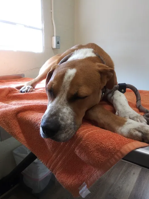 Sun Valley Hope Animal Hospital Picture 8