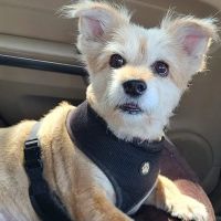 Palm Glen Animal Hospital ico