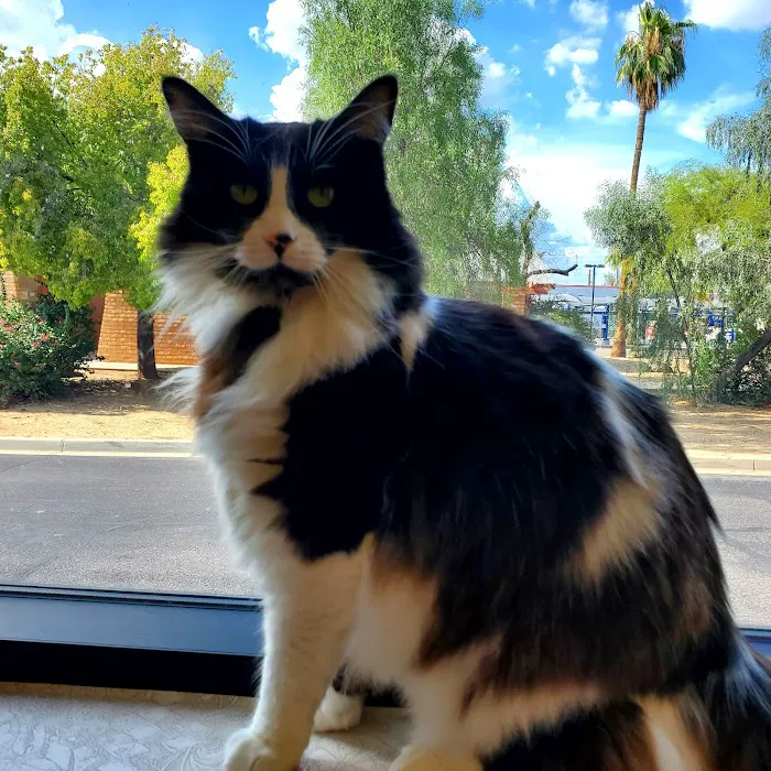 Palm Glen Animal Hospital Picture 10