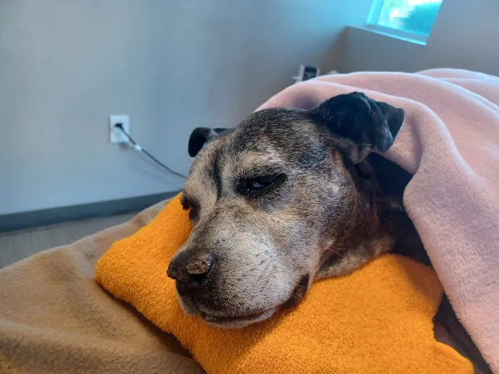 Palm Glen Animal Hospital Picture 7