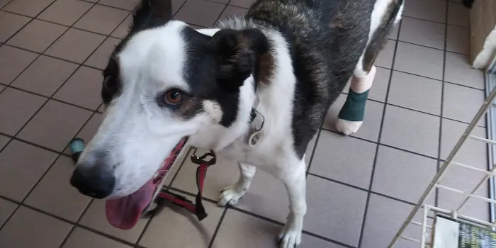 Valley West Animal Hospital Picture 10