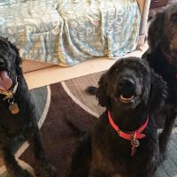 Valley West Animal Hospital ico