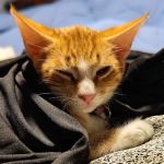 Arizona Humane Society Veterinary Clinic at Sunnyslope Campus