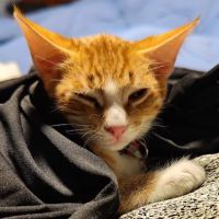 Arizona Humane Society Veterinary Clinic at Sunnyslope Campus ico
