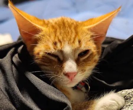 Arizona Humane Society Veterinary Clinic at Sunnyslope Campus