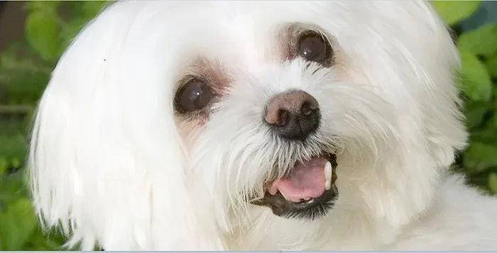 Altered Tails Barnhart Clinic, Phoenix Picture 9