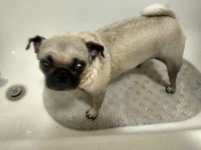 Westridge Animal Hospital Picture 3