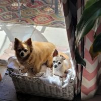 Westridge Animal Hospital ico