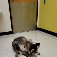 Banfield Pet Hospital ico