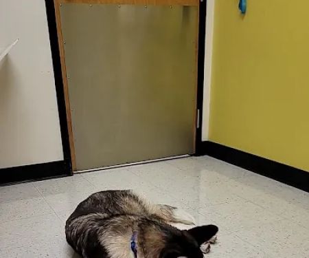 Banfield Pet Hospital