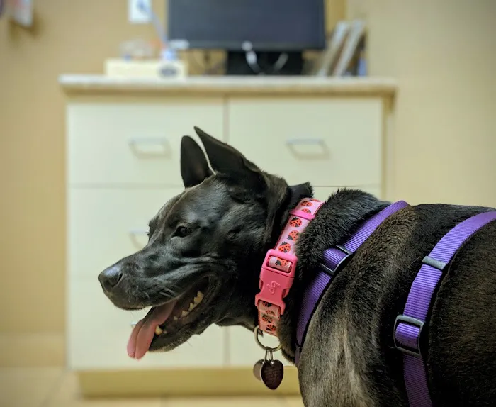 VCA Mountain View Animal Hospital Picture 4