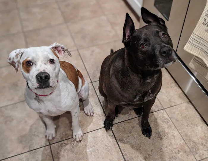 VCA Mountain View Animal Hospital Picture 1