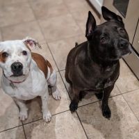 VCA Mountain View Animal Hospital ico