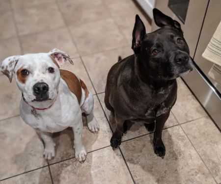 VCA Mountain View Animal Hospital