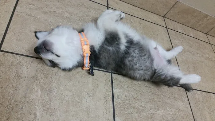 VCA Mountain View Animal Hospital Picture 3