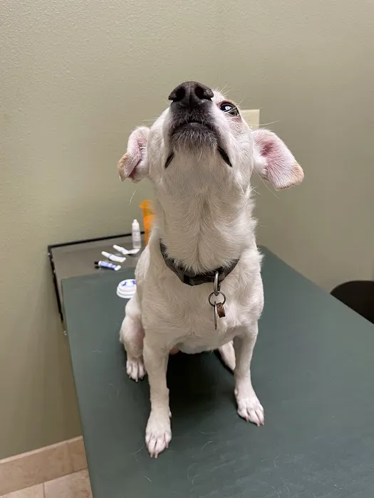 Eye Care for Animals - Avondale Picture 1