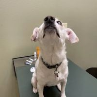 Eye Care for Animals - Avondale ico