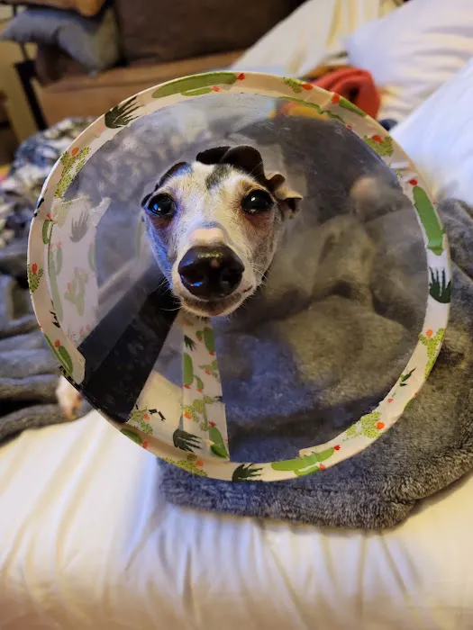 Eye Care for Animals - Avondale Picture 9