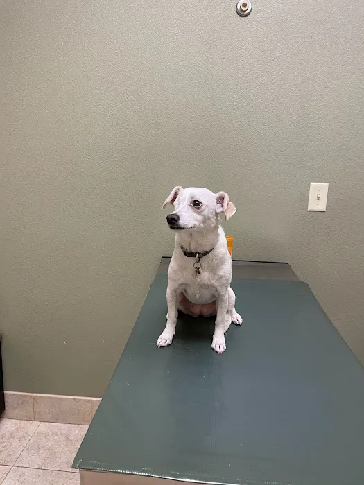 Eye Care for Animals - Avondale Picture 2