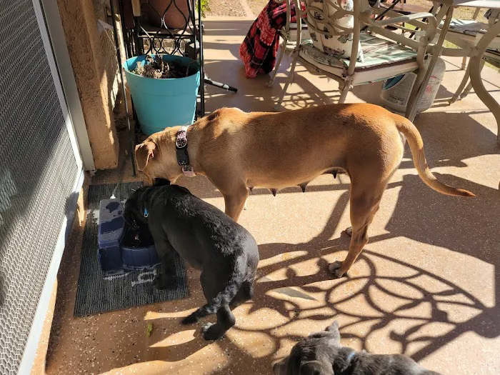 BluePearl Pet Hospital Picture 2