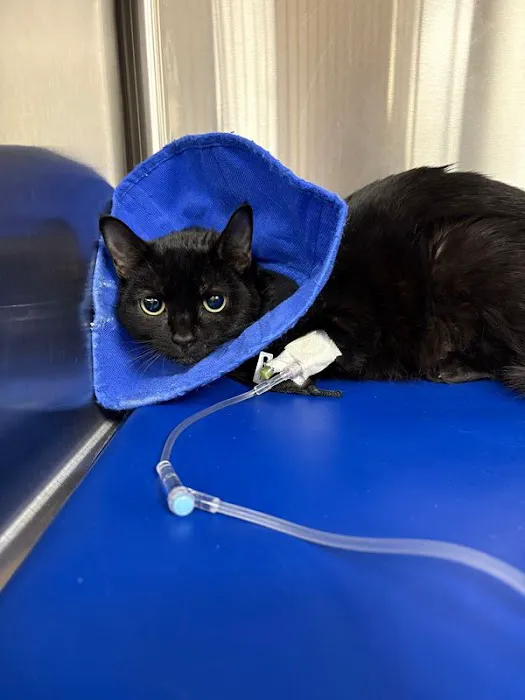 BluePearl Pet Hospital Picture 1