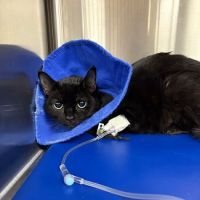 BluePearl Pet Hospital ico