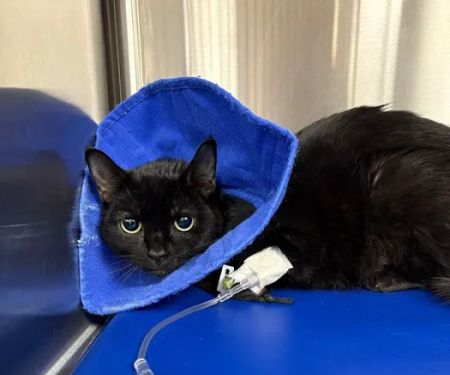 BluePearl Pet Hospital